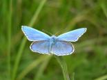 Male adonis blue